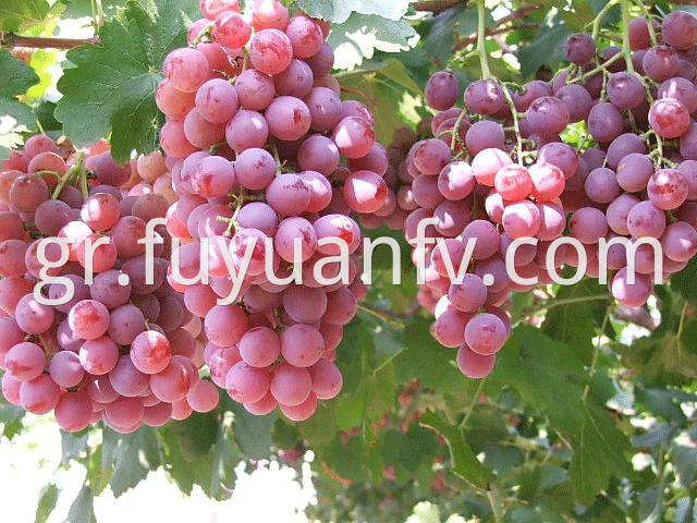 Red Grape Hotsale